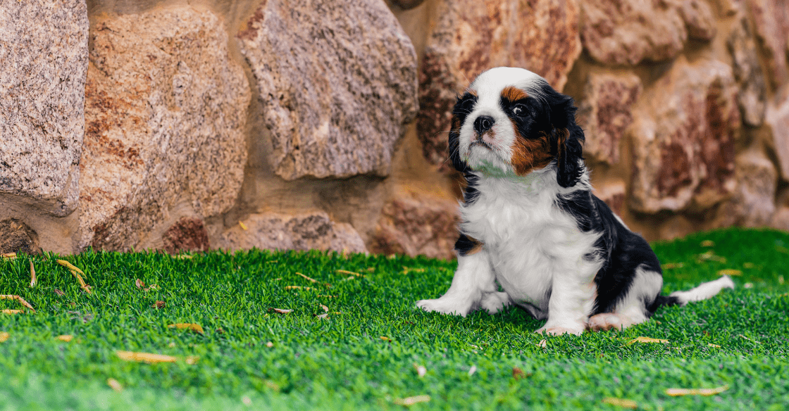 Artificial turf for dogs