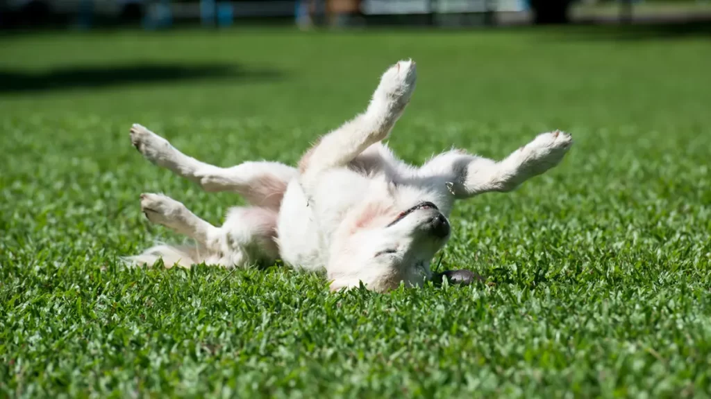 Artificial Grass Installation: Confortable for pets