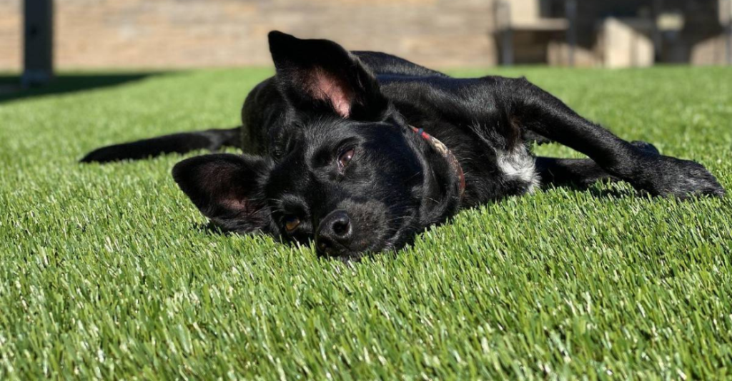 Dog laying on the best artificial grass